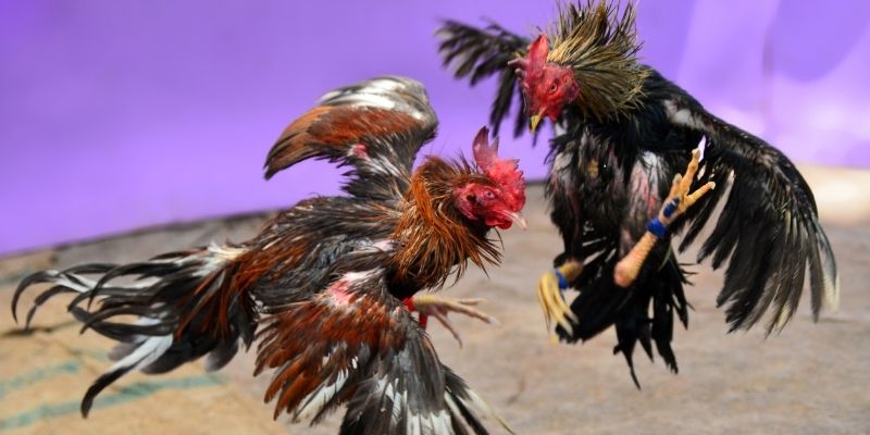 s 666 KM Game Bài 3d