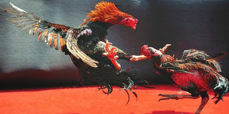 s 666 bắn cá h5 chơi ngay