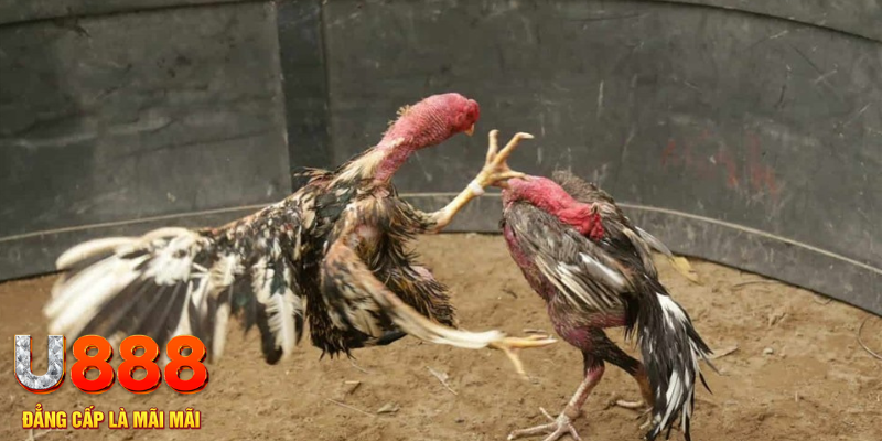 s 666 đăng nhập tiến lên miền nam số 1